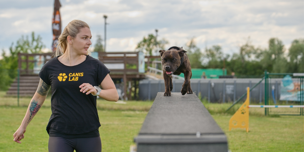 Die 3 häufigsten Fehler beim Hundetraining im Sommer