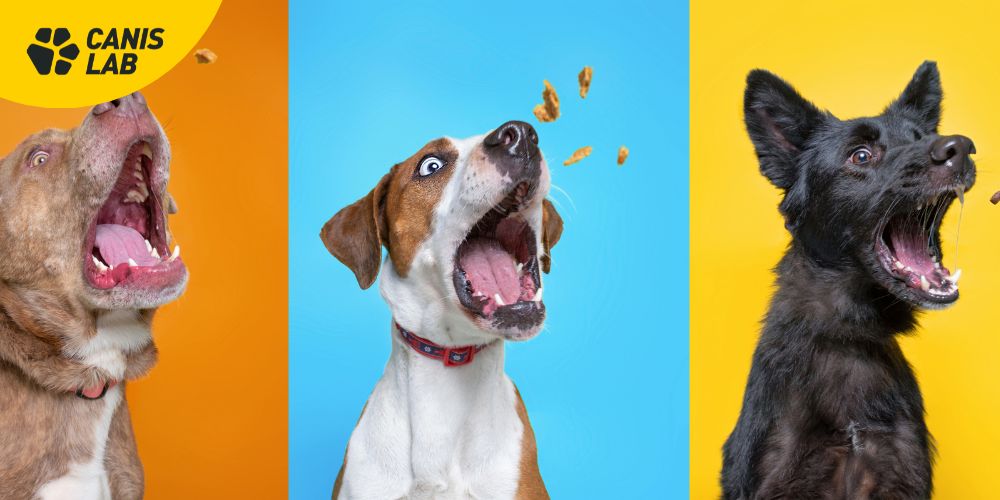 Gesunde und funktionelle Hundeleckerlis