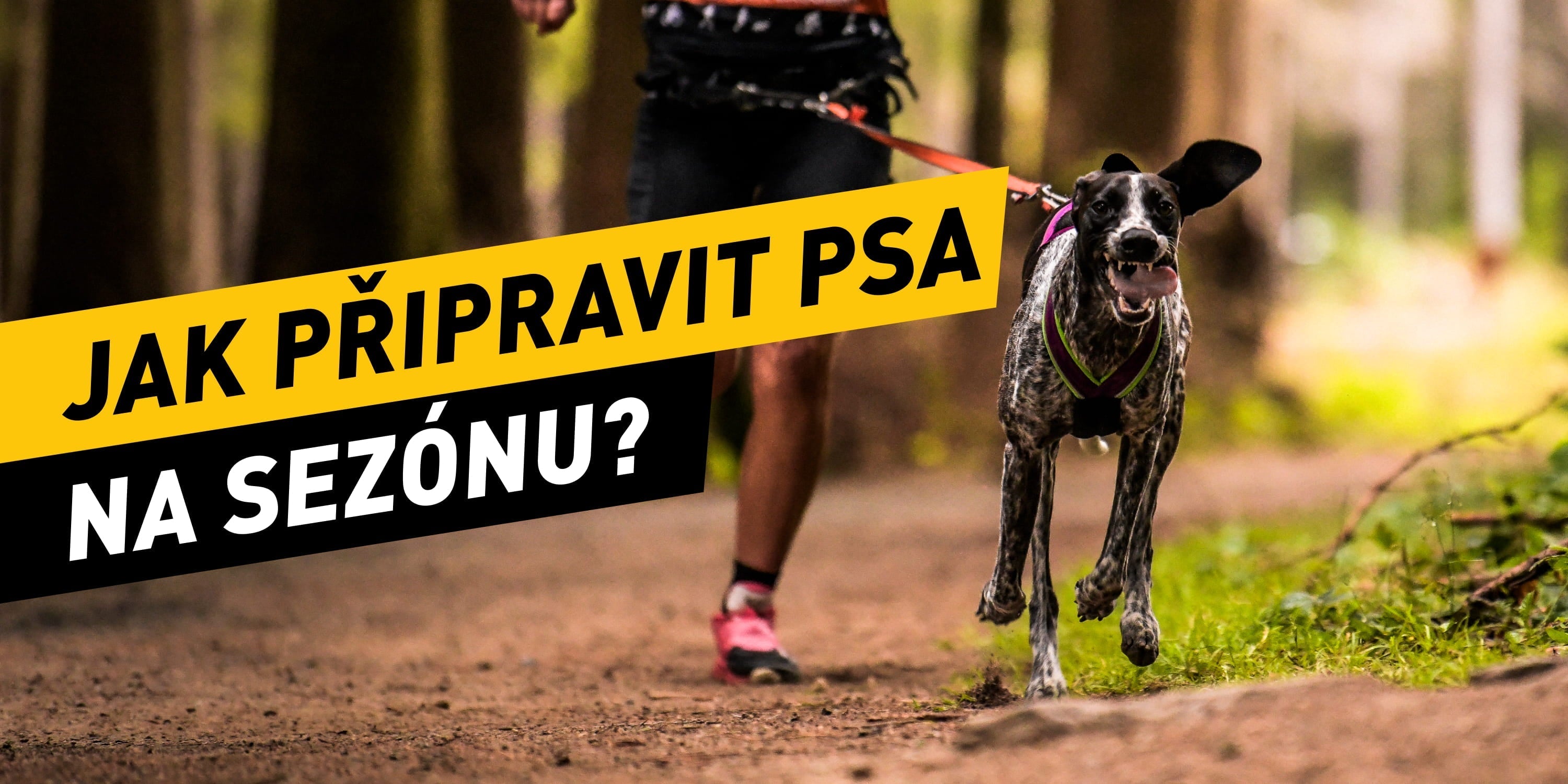 Jak připravit psa na sezónu?