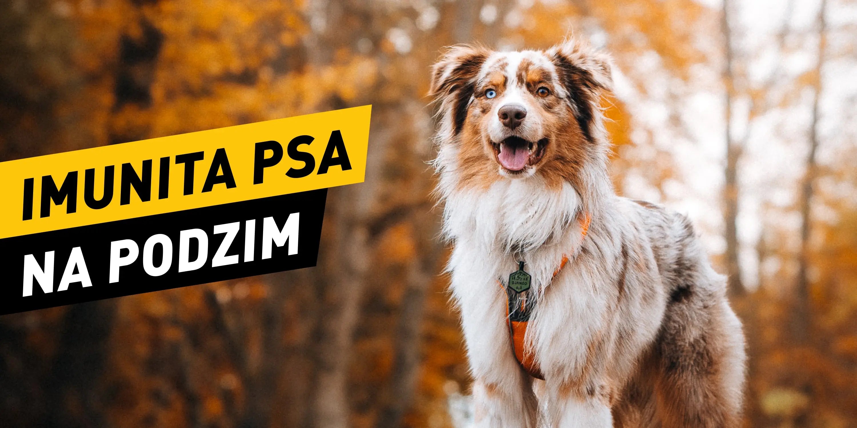 💪 Jak posílit imunitu psa na podzim