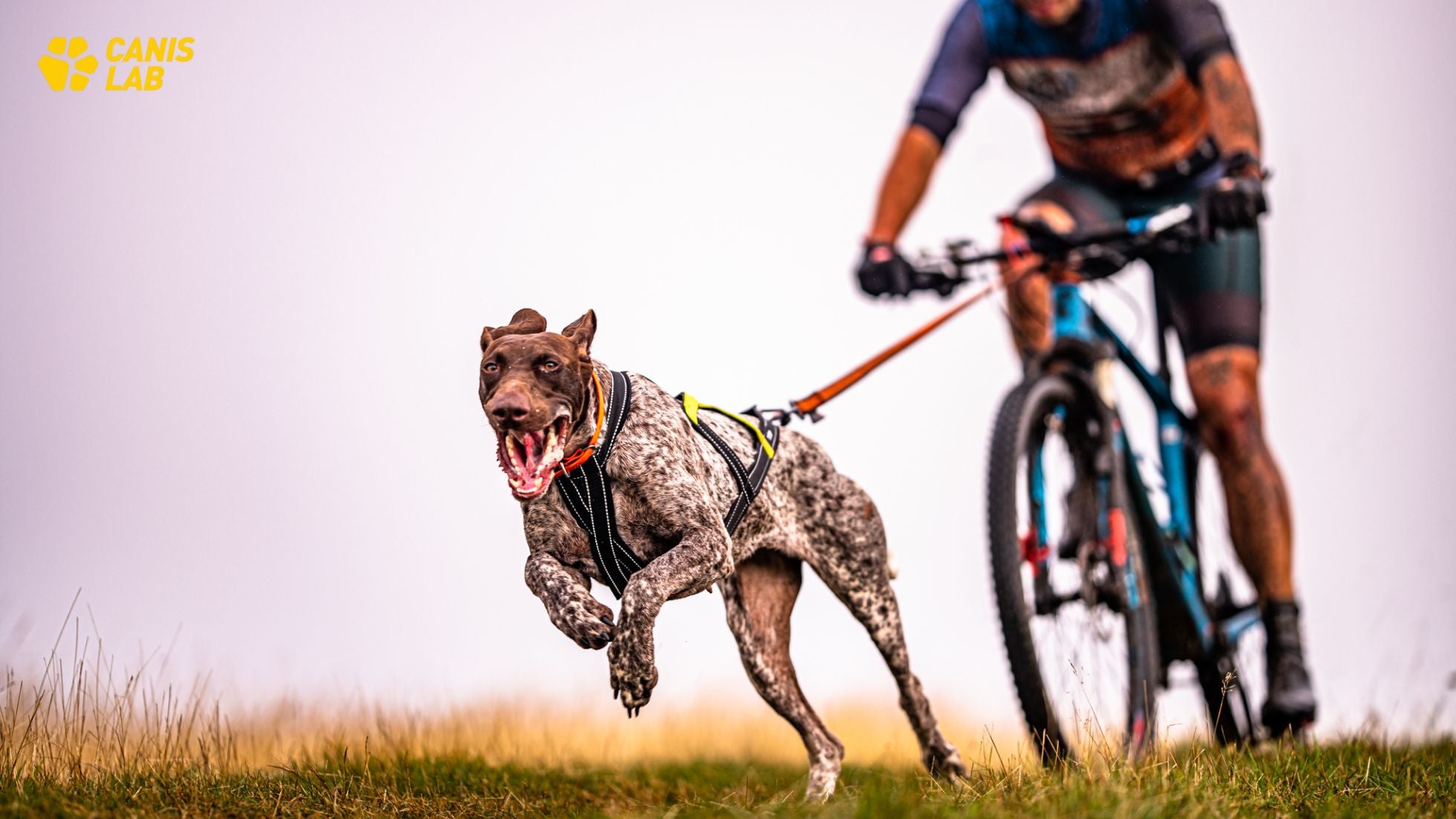 Die beste Gelenkernährung für Hunde