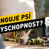 Imunita a vitalita psa: Jak funguje obranyschopnost?