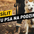 Jak posílit imunitu psa na podzim: Kompletní průvodce pro pevné zdraví