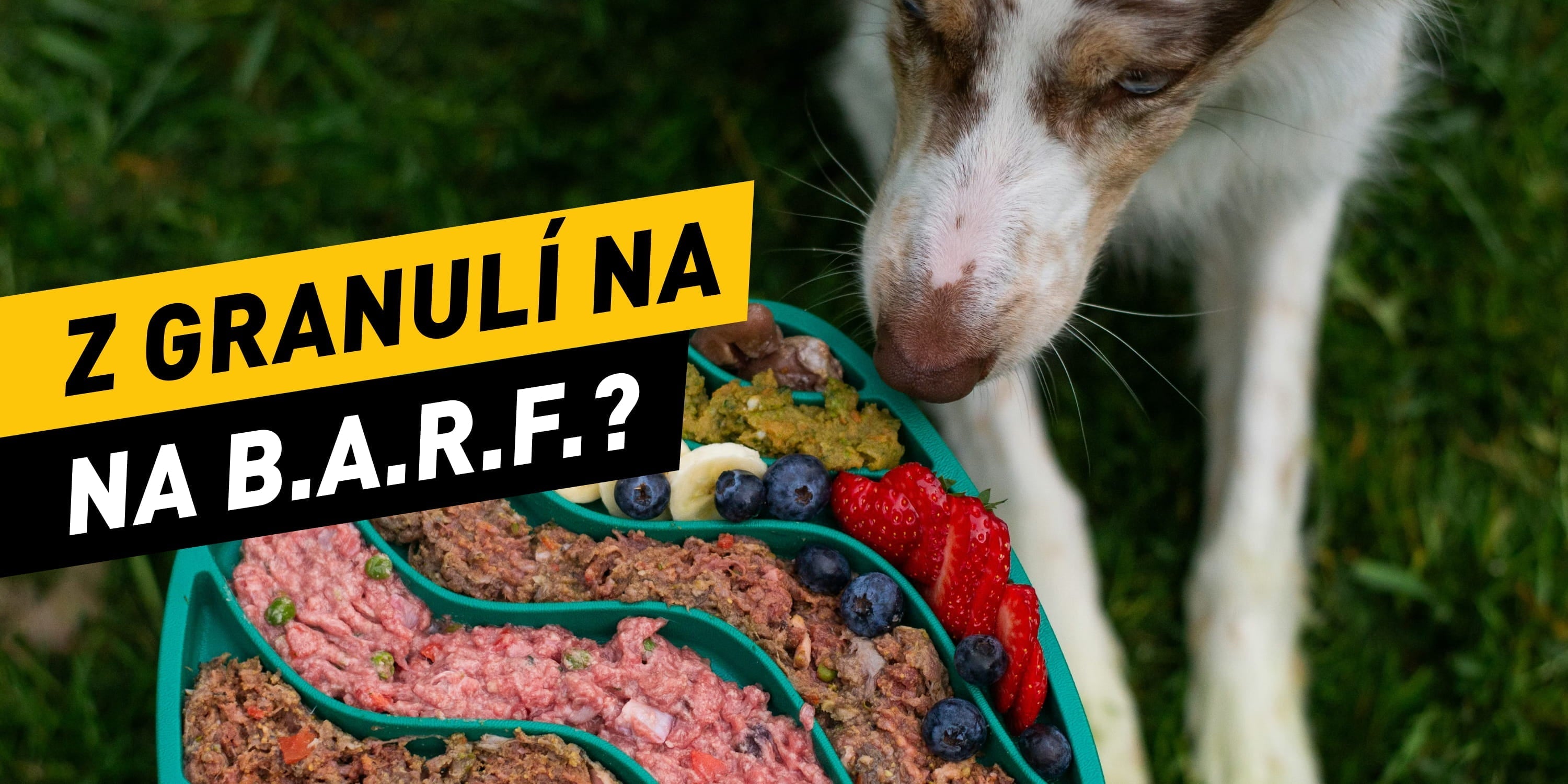 Jak přejít z granulí na B.A.R.F.