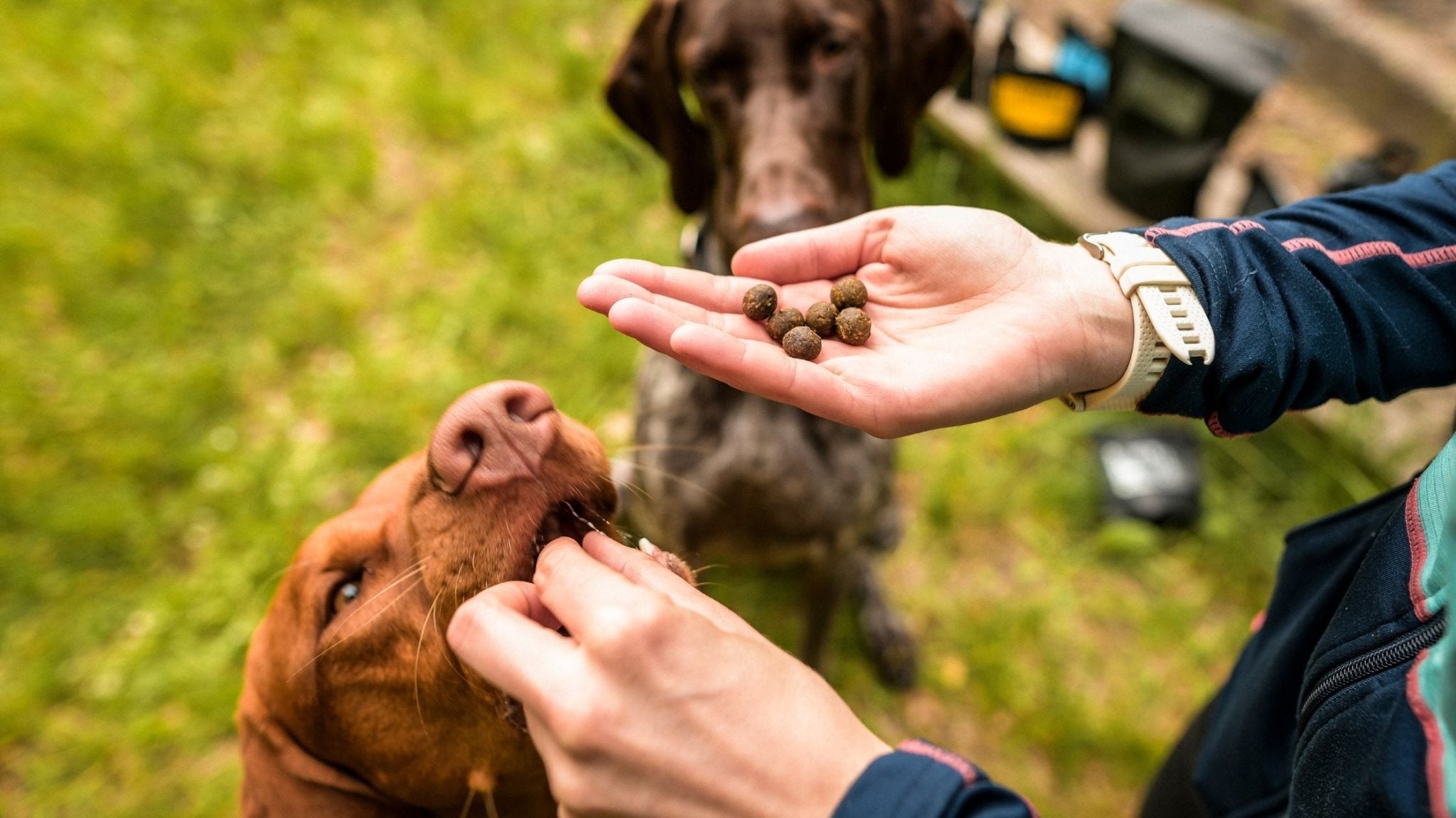 Die Ernährung eines Hundesportlers oder eines gestressten Hundes braucht mehr als nur einen Stubenhocker