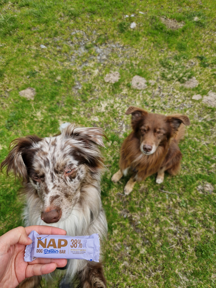 NAP Proteinriegel für Hunde | Gesunder Snack | Viele Sorten