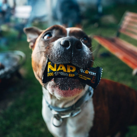 Proteinriegel für Hunde NAP | Recovery