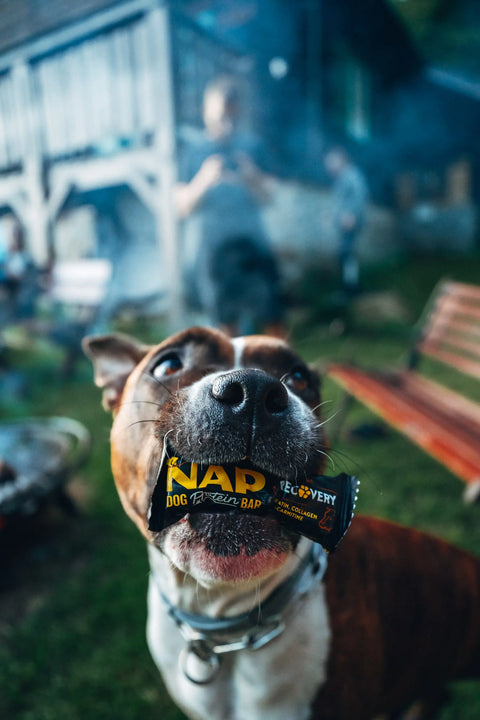 american staffordshire terrier holding protein nap bar in its mouth